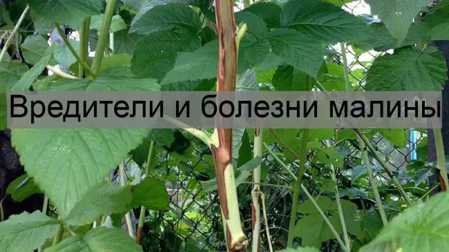 Профилактика и лечение пурпуровой пятнистости малины. Дидимелла не пройдет!