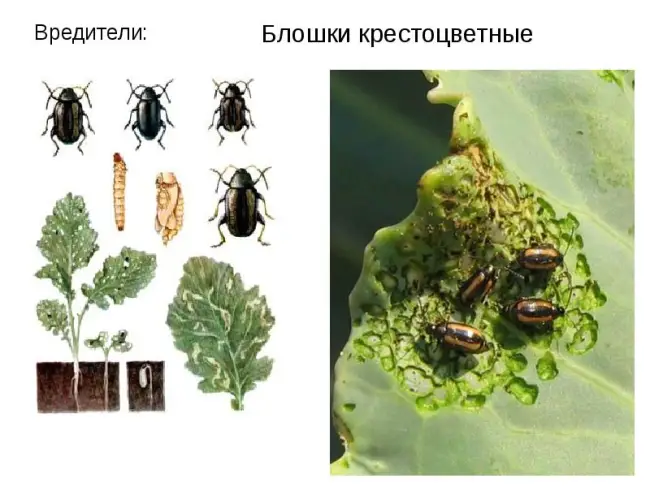 Профилактика появления крестоцветной блошки