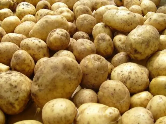 Сорта картофеля, устойчивые к парше