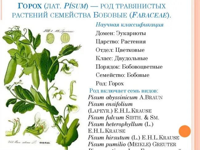 Посадка и размножение растения