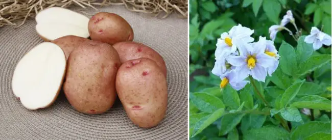 Описание сорта картофеля Красавчик + общая характеристика в таблице