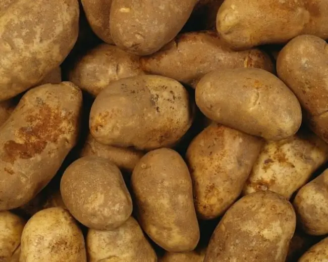 Характеристика сорта картофеля Лидер