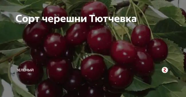 Посадка черешни сорта Тютчевка