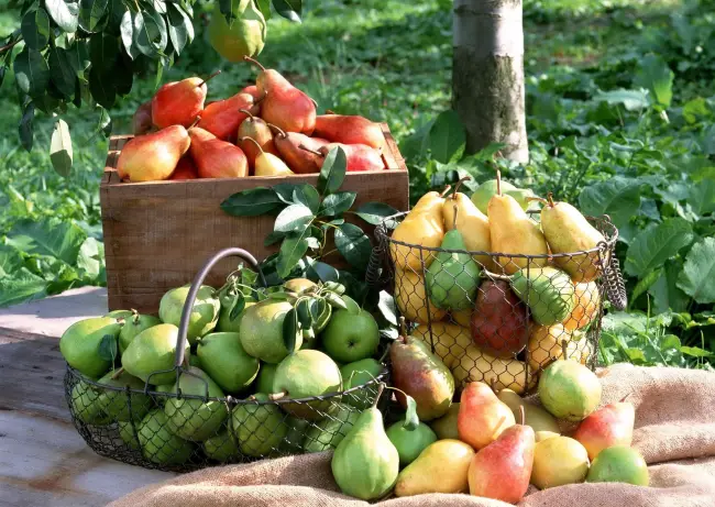 Сбор и хранение урожая