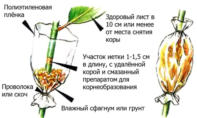 Как происходит размножение зелеными черенками