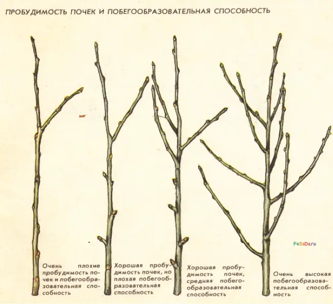 Размножение сломанной веткой