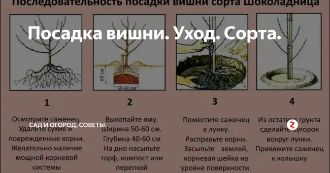 Посадка и уход за саженцем