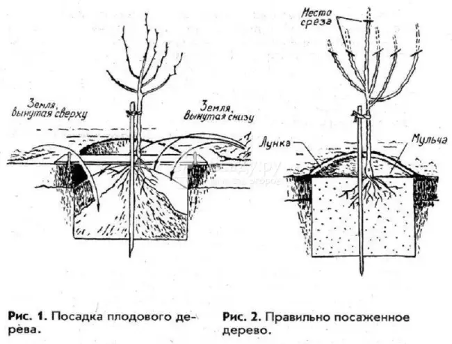 Размножение через посадку