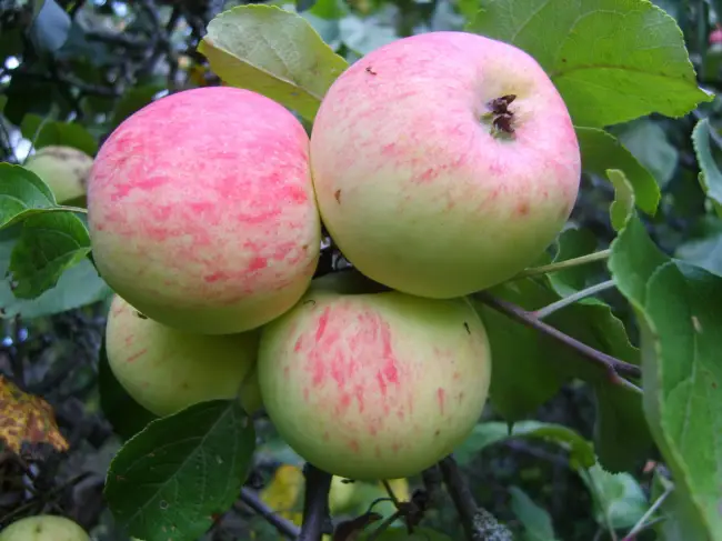 Рейтинг лучших сортов яблонь для Подмосковья — по отзывам садоводов