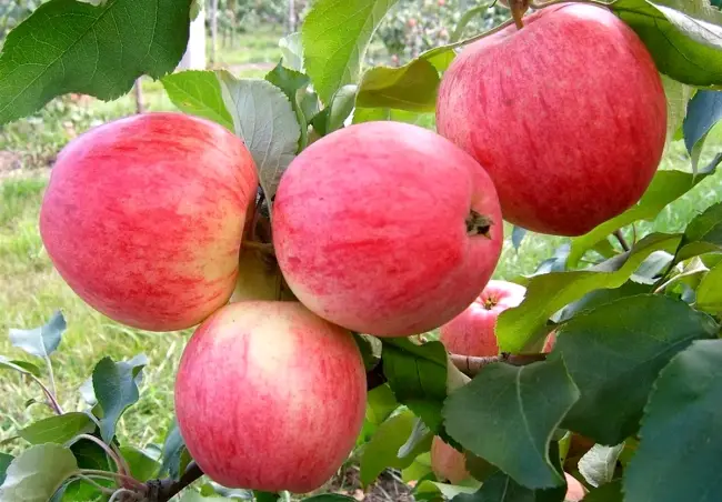 Размножение яблони