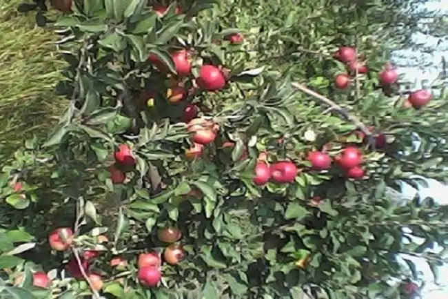 Описание и характеристика сорта яблони Корей 