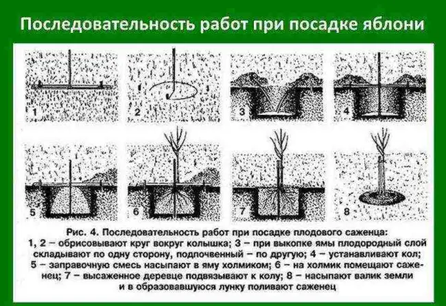 Посадка, агротехника, обрезка