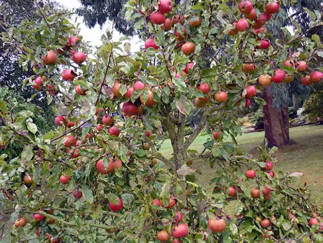 Размножение карликовых яблонь