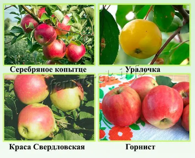 Яблоня Серебряное копытце - характеристика и особенности