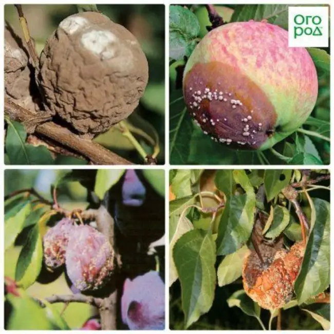 Монилиоз (плодовая гниль) яблони – причины и признаки