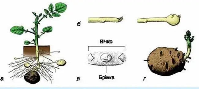 Общая характеристика