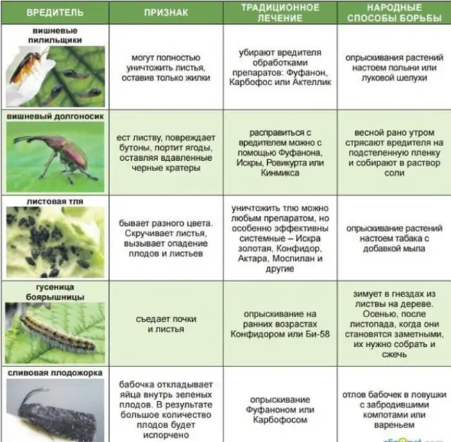 Возможные болезни и вредители, способы избавления от них