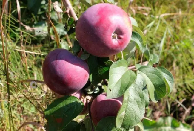 Ботаническое описание и характеристика яблони