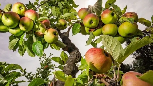 Описание сорта яблони Яблочный спас