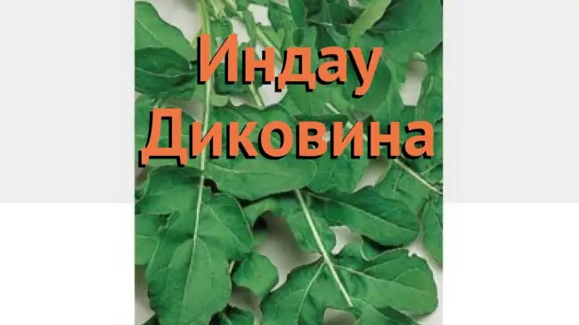 Заключение диссертации по теме «Овощеводство», Куршева, Жанна Владимировна