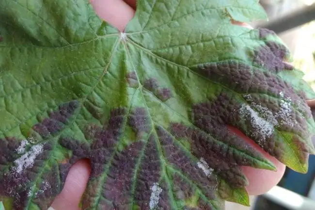 Причины появления светлых пятен на листьях