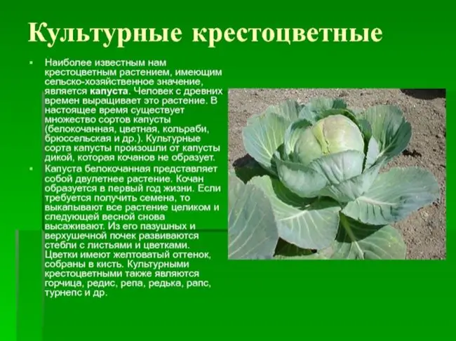 Размножение культуры