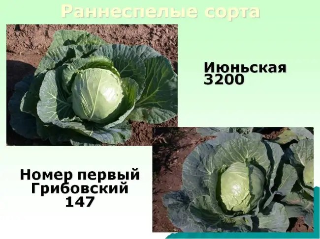 Размножение