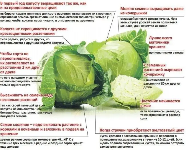 Размножение и посадка