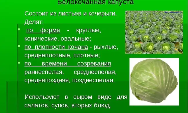 Размножение культуры