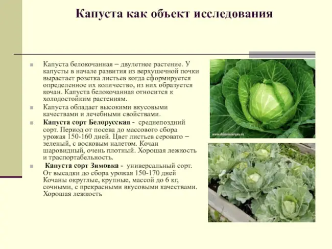 Размножение культуры