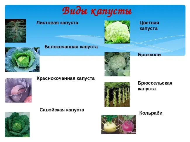 Подготовка посадочного материала и размножение