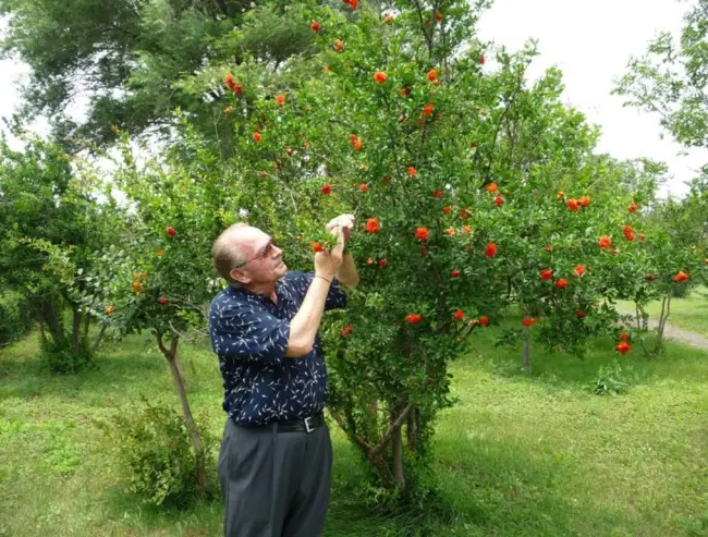 Посадка граната