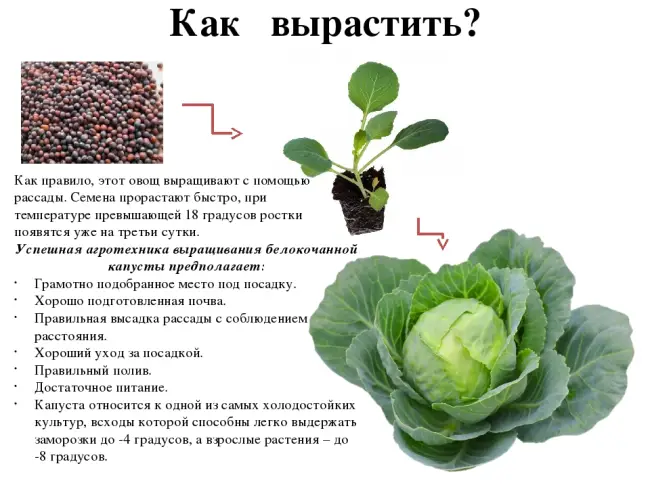 Уход за культурой