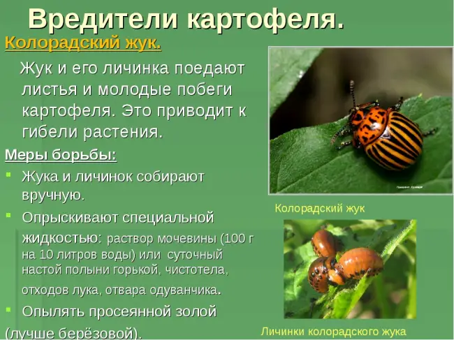 Самые опасные насекомые-вредители
