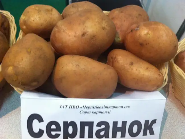 Характеристика, описание, урожайность, отзывы и фото сорта картофеля «Серпанок».