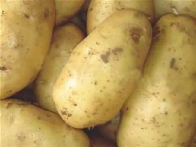 сорт картофеля ладожский характеристика отзывы