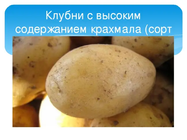 Сорт картофеля ладожский отзывы