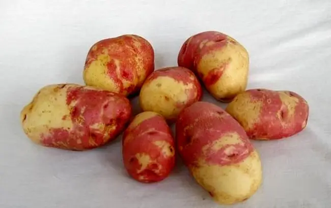Картофель «Рябинушка» - описание сорта