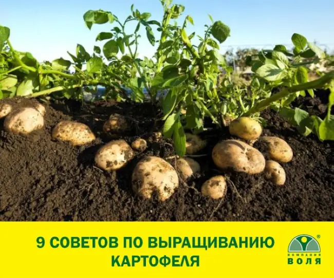 Посадка и выращивание картофеля сорта Радонежский