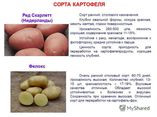 Характеристика сорта картофеля Прайм в таблице