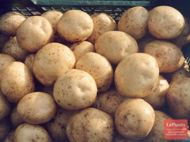 Ускоренное размножение сортов картофеля