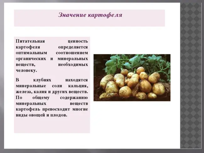 Посадка картофеля