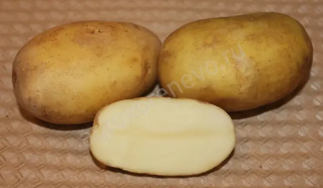 Описание сорта картофеля Юбилей Жукова