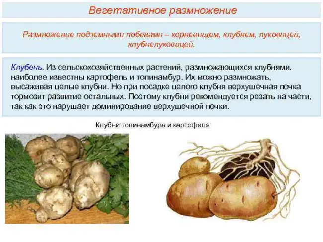 Размножение картофеля частями и глазками