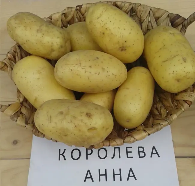 Хранение урожая картофеля Королева Анна