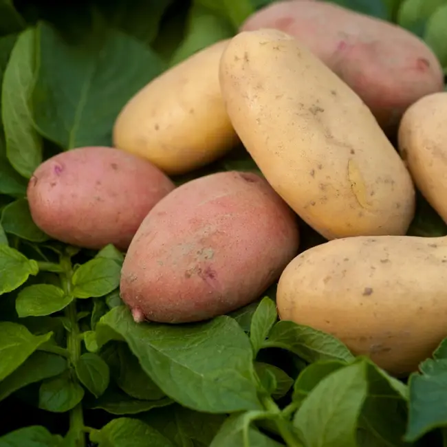 Посадка и выращивание картофеля сорта Дезире