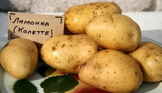 Признаки альтернариоза картофеля