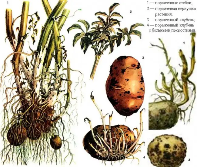 Причины появления парши на картофеле