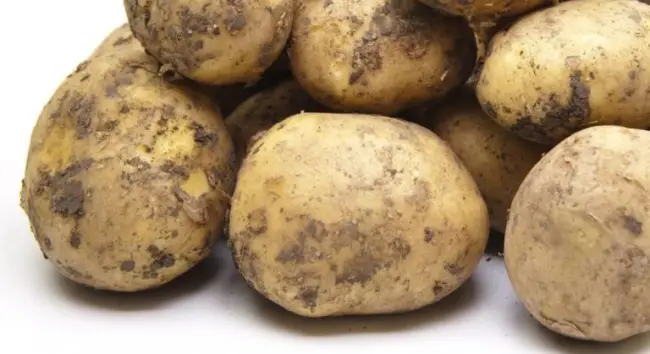 Описание семенного картофеля сорта Крепыш