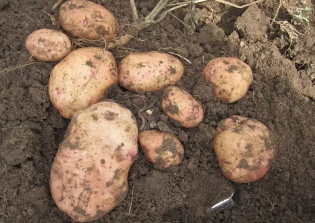 Сорта картофеля для Северо-запада – описание, сорта и фото рекомендованных к выращиванию в данной климатической зоне